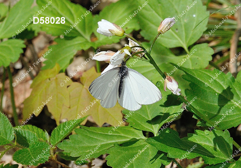 Mustard White (Pieris oleracea)